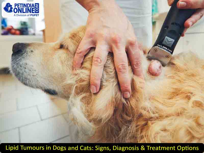 Lipid Tumours in Dogs and Cats: Signs, Diagnosis & Treatment Options