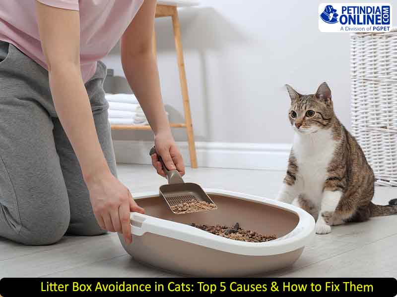 Litter Box Avoidance in Cats: Top 5 Causes & How to Fix Them