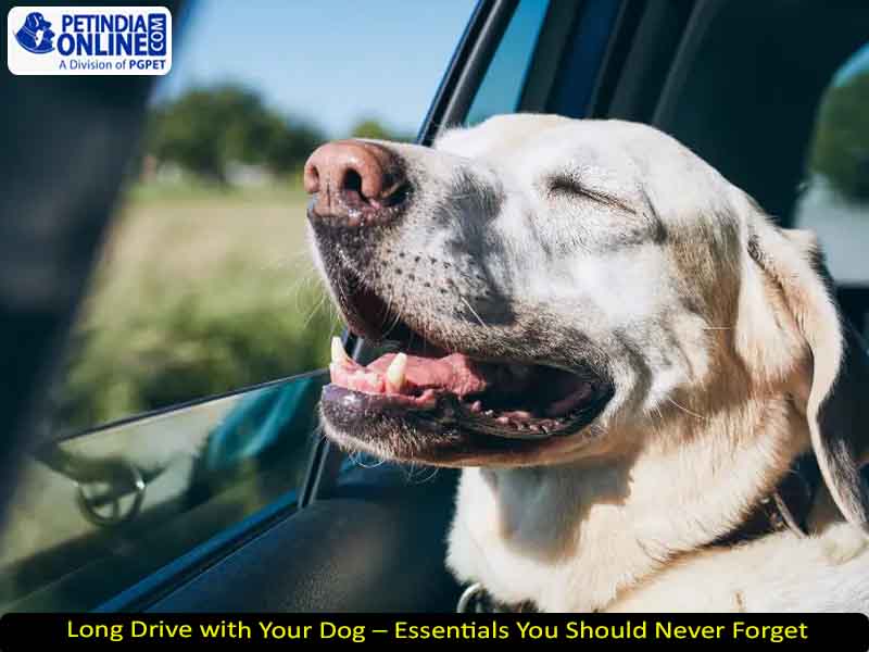 Long Drive with Your Dog – Essentials You Should Never Forget!