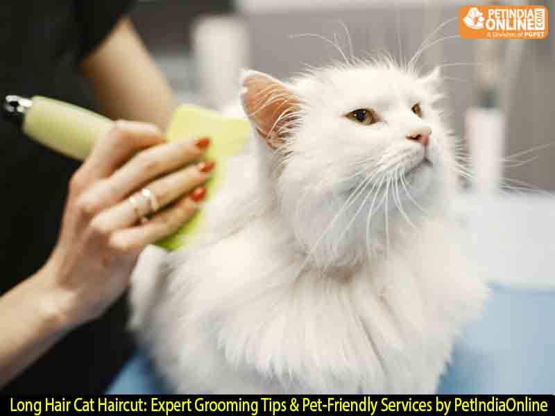 Long Hair Cat Haircut: Expert Grooming Tips & Pet-Friendly Services by PetIndiaOnline