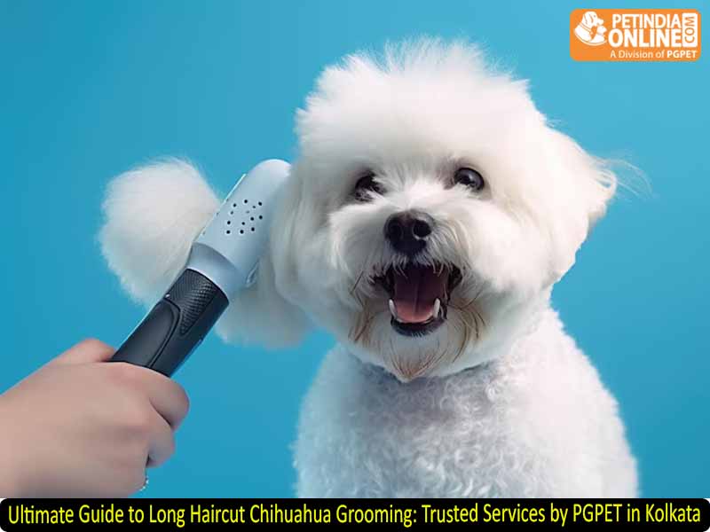 Ultimate Guide to Long Haircut Chihuahua Grooming: Trusted Services by PGPET in Kolkata