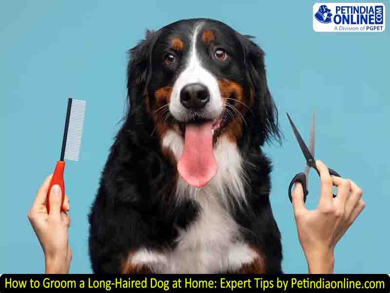 How to Groom a Long-Haired Dog at Home: Expert Tips by Petindiaonline.com