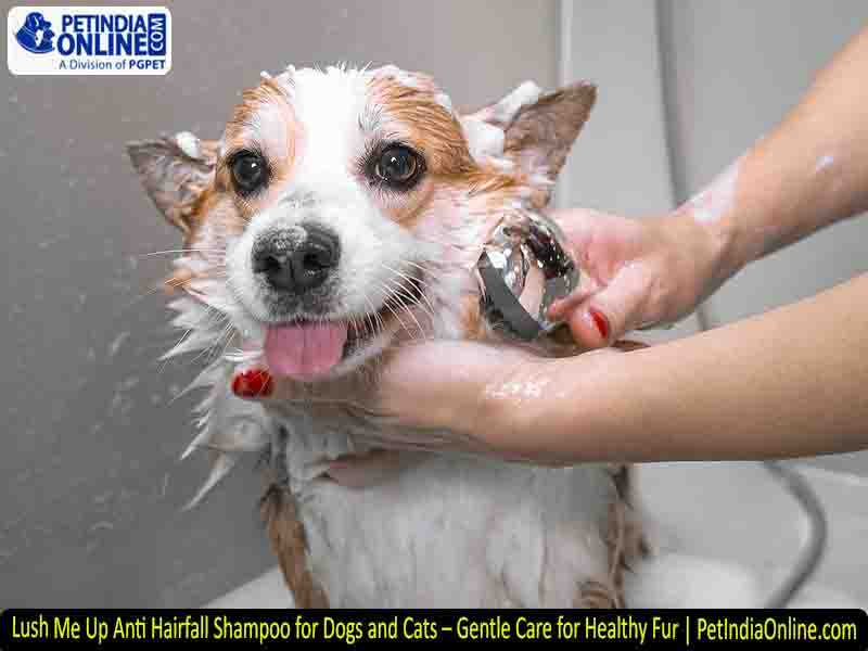 Lush Me Up Anti Hairfall Shampoo for Dogs and Cats – Gentle Care for Healthy Fur | PetIndiaOnline.com