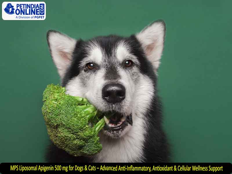 MPS Liposomal Apigenin 500 mg for Dogs & Cats – Advanced Anti-Inflammatory, Antioxidant & Cellular Wellness Support