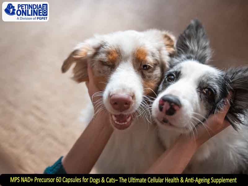 MPS NAD+ Precursor 60 Capsules for Dogs & Cats– The Ultimate Cellular Health & Anti-Ageing Supplement