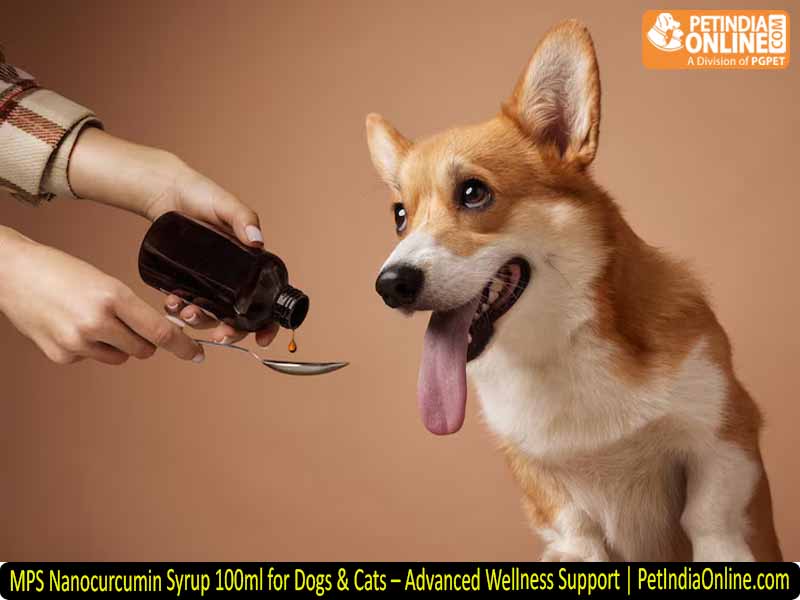 MPS Nanocurcumin Syrup 100ml for Dogs & Cats – Advanced Wellness Support | PetIndiaOnline.com