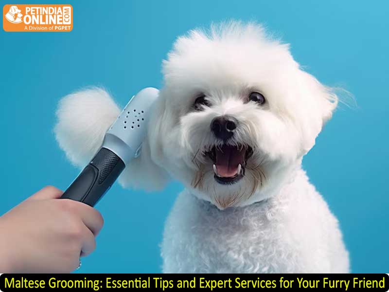Maltese Grooming: Essential Tips and Expert Services for Your Furry Friend