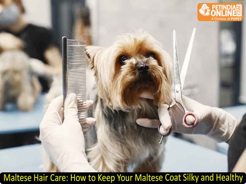 Maltese Hair Care: How to Keep Your Maltese Coat Silky and Healthy