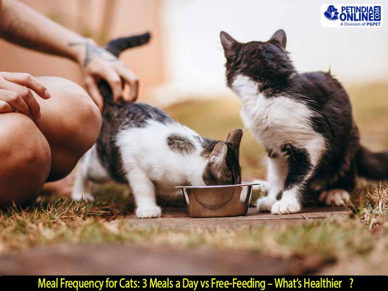 Meal Frequency for Cats: 3 Meals a Day vs Free-Feeding – What’s Healthier?
