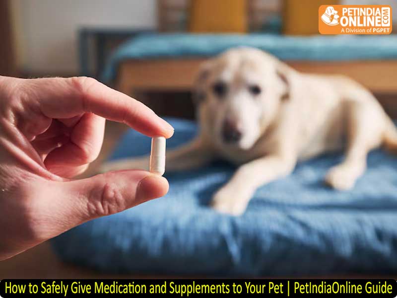 How to Safely Give Medication and Supplements to Your Pet | PetIndiaOnline Guide
