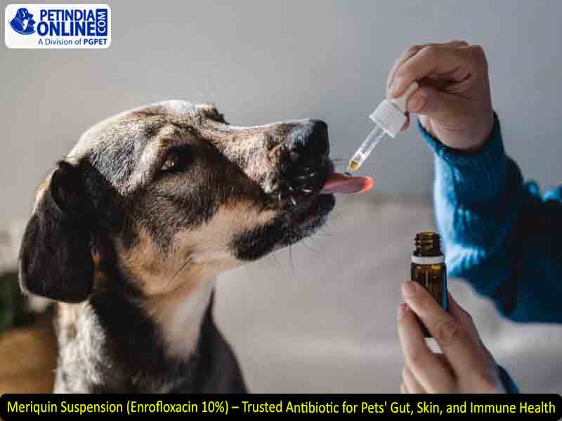 Meriquin Suspension (Enrofloxacin 10%) – Trusted Antibiotic for Pets' Gut, Skin, and Immune Health