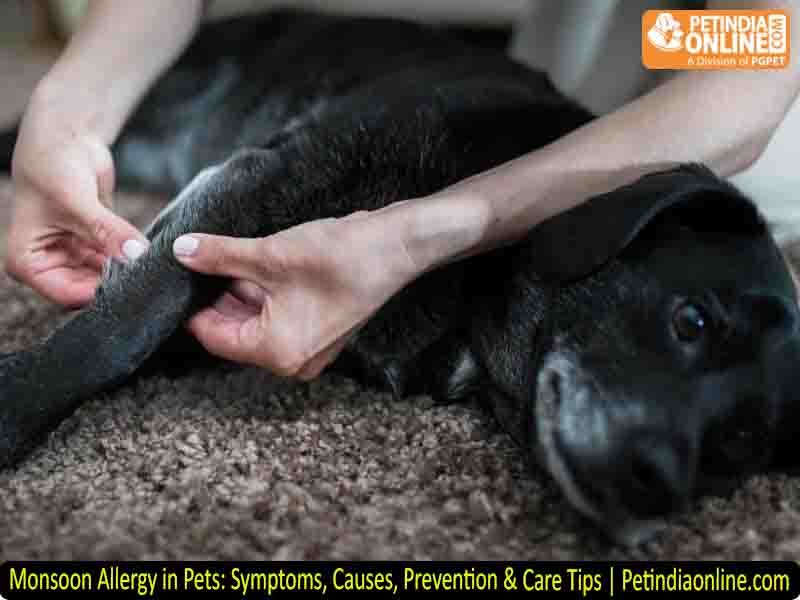 Monsoon Allergy in Pets: Symptoms, Causes, Prevention & Care Tips | Petindiaonline.com