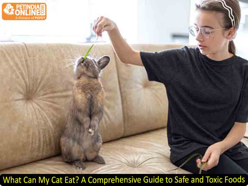What Can My Cat Eat? A Comprehensive Guide to Safe and Toxic Foods