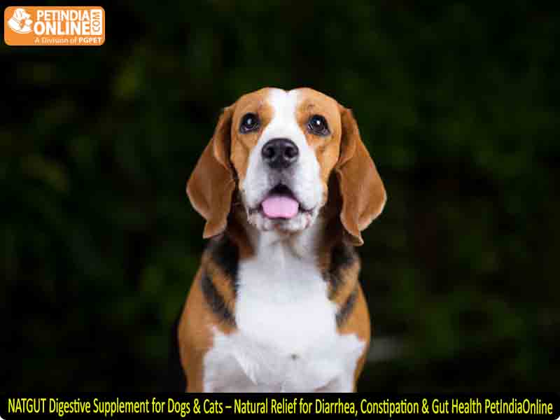 NATGUT Digestive Supplement for Dogs & Cats – Natural Relief for Diarrhea, Constipation & Gut Health PetIndiaOnline