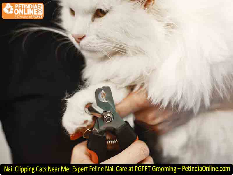 Nail Clipping Cats Near Me: Expert Feline Nail Care at PGPET Grooming – PetIndiaOnline.com