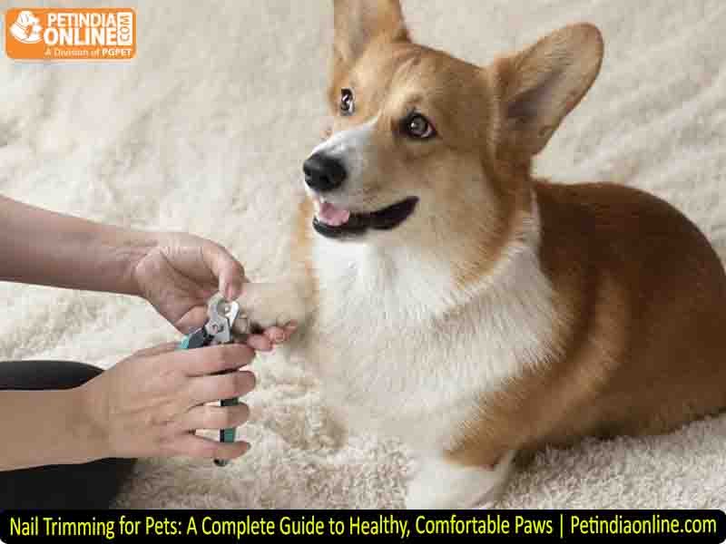 Nail Trimming for Pets: A Complete Guide to Healthy, Comfortable Paws | Petindiaonline.com