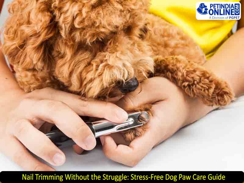Nail Trimming Without the Struggle: Stress-Free Dog Paw Care Guide