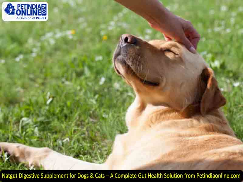 Natgut Digestive Supplement for Dogs & Cats – A Complete Gut Health Solution from Petindiaonline.com