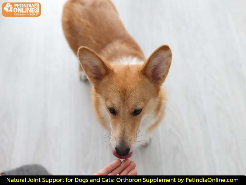 Natural Joint Support for Dogs and Cats: Orthoron Supplement by PetIndiaOnline.com