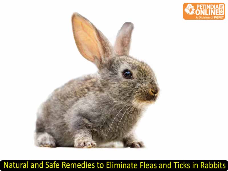 Natural and Safe Remedies to Eliminate Fleas and Ticks in Rabbits