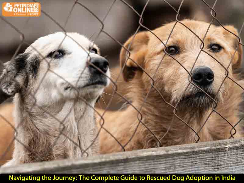 Navigating the Journey: The Complete Guide to Rescued Dog Adoption in India