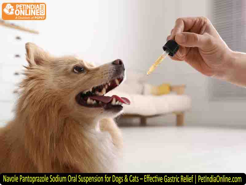 Navole Pantoprazole Sodium Oral Suspension for Dogs & Cats – Effective Gastric Relief | PetIndiaOnline.com