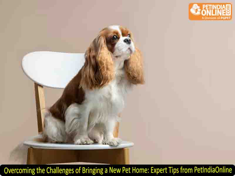 Overcoming the Challenges of Bringing a New Pet Home: Expert Tips from PetIndiaOnline