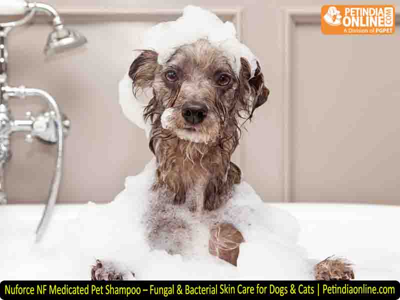Nuforce NF Medicated Pet Shampoo – Fungal & Bacterial Skin Care for Dogs & Cats | Petindiaonline.com