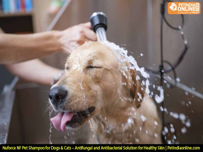 Nuforce NF Pet Shampoo for Dogs & Cats – Antifungal and Antibacterial Solution for Healthy Skin | Petindiaonline.com