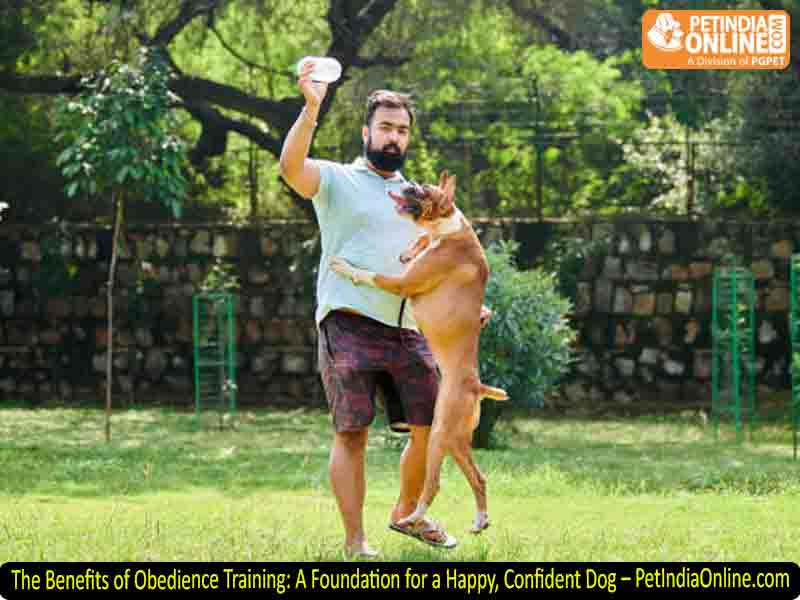 The Benefits of Obedience Training: A Foundation for a Happy, Confident Dog – PetIndiaOnline.com