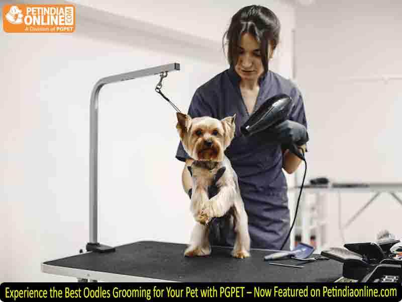 Experience the Best Oodles Grooming for Your Pet with PGPET – Now Featured on Petindiaonline.com