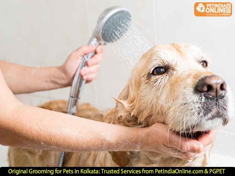 Original Grooming for Pets in Kolkata: Trusted Services from PetIndiaOnline.com & PGPET