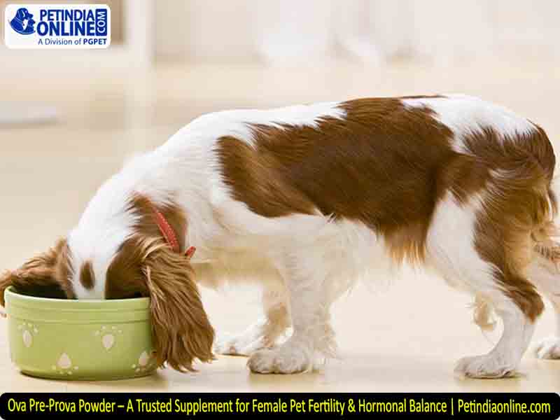 Ova Pre-Prova Powder – A Trusted Supplement for Female Pet Fertility & Hormonal Balance | Petindiaonline.com