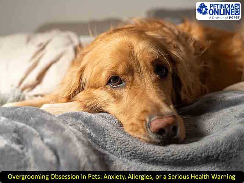 Overgrooming Obsession in Pets: Anxiety, Allergies, or a Serious Health Warning?