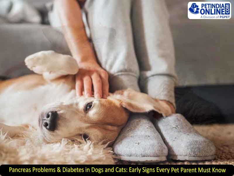 Pancreas Problems & Diabetes in Dogs and Cats: Early Signs Every Pet Parent Must Know