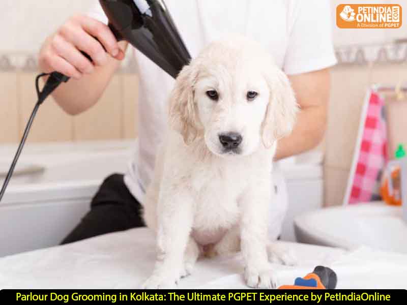 Parlour Dog Grooming in Kolkata: The Ultimate PGPET Experience by PetIndiaOnline