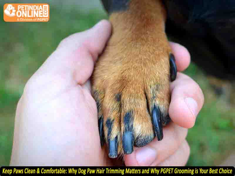 Keep Paws Clean & Comfortable: Why Dog Paw Hair Trimming Matters and Why PGPET Grooming is Your Best Choice