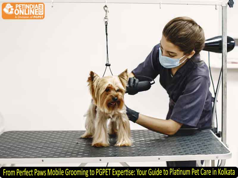 From Perfect Paws Mobile Grooming to PGPET Expertise: Your Guide to Platinum Pet Care in Kolkata