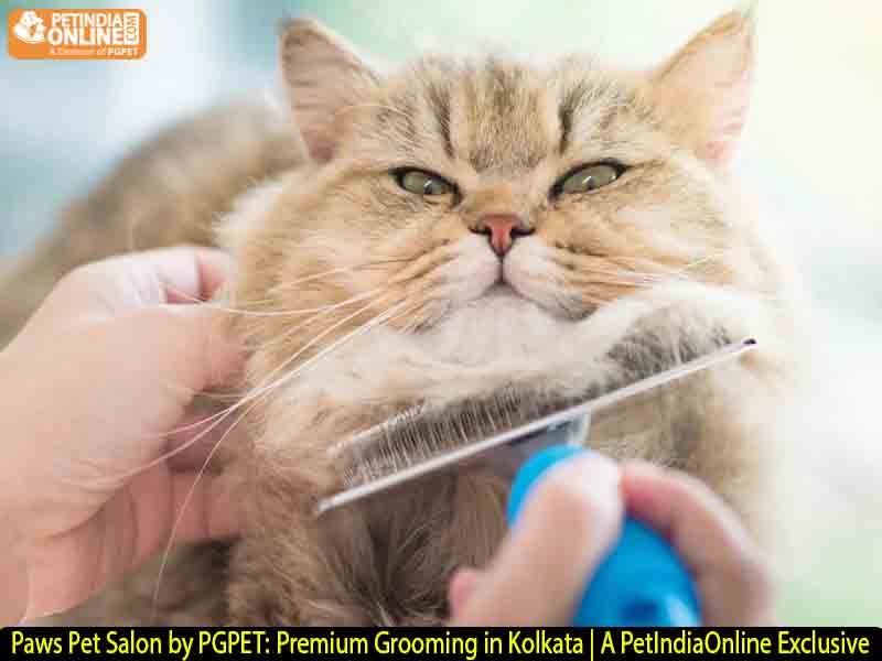 Paws Pet Salon by PGPET: Premium Grooming in Kolkata | A PetIndiaOnline Exclusive