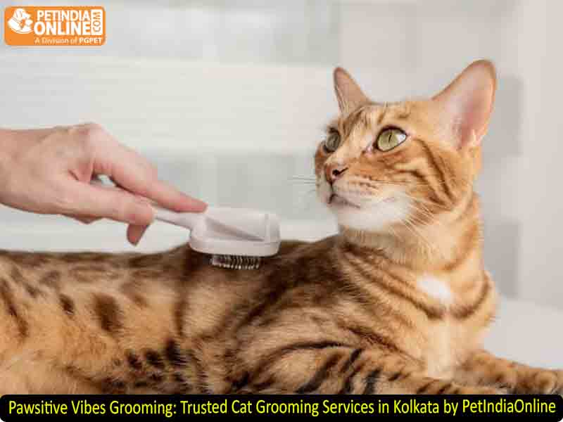Pawsitive Vibes Grooming: Trusted Cat Grooming Services in Kolkata by PetIndiaOnline
