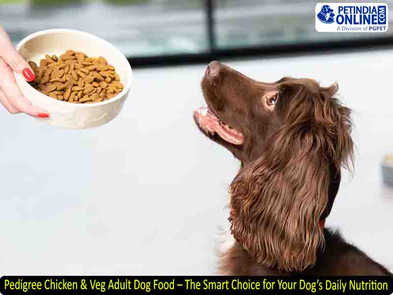 Pedigree Chicken & Veg Adult Dog Food – The Smart Choice for Your Dog’s Daily Nutrition