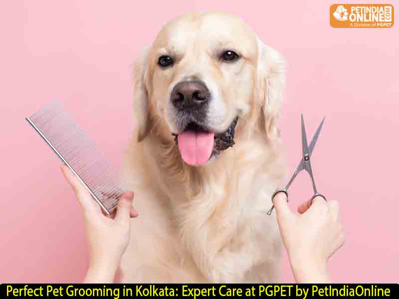 Perfect Pet Grooming in Kolkata: Expert Care at PGPET by PetIndiaOnline