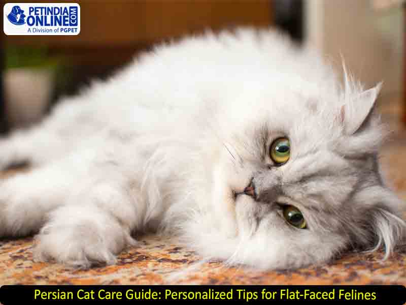 Persian Cat Care Guide: Personalized Tips for Flat-Faced Felines