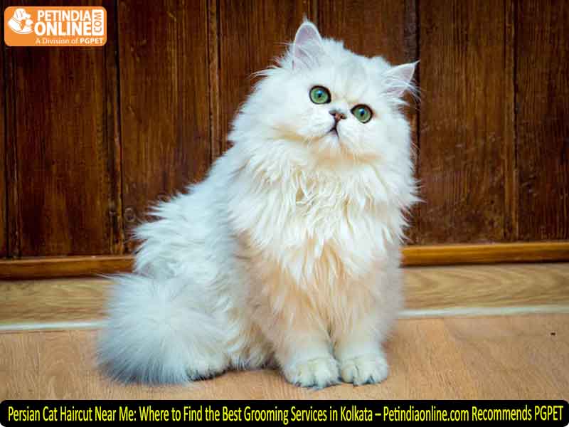 Persian Cat Haircut Near Me: Where to Find the Best Grooming Services in Kolkata – Petindiaonline.com Recommends PGPET