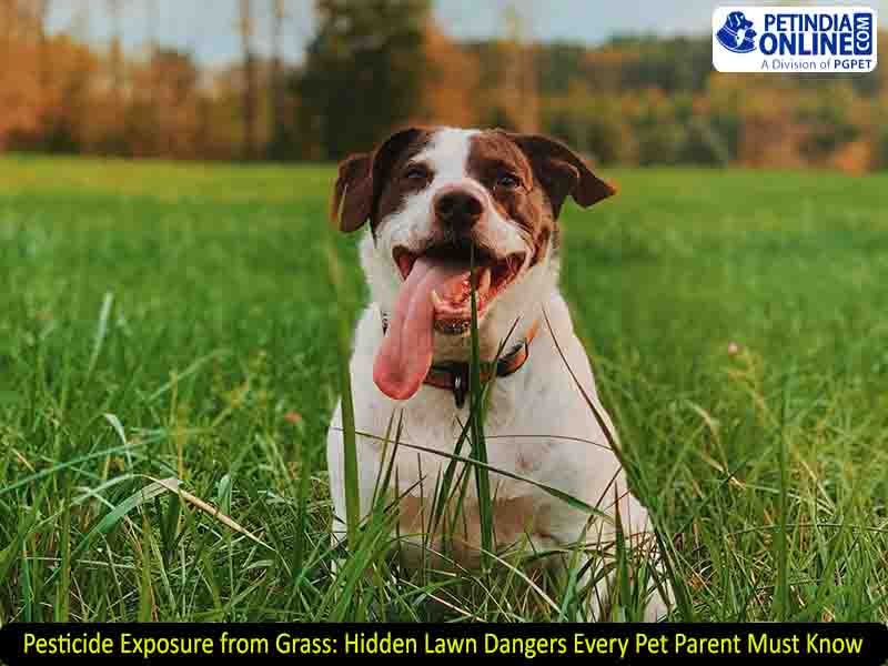 Pesticide Exposure from Grass: Hidden Lawn Dangers Every Pet Parent Must Know