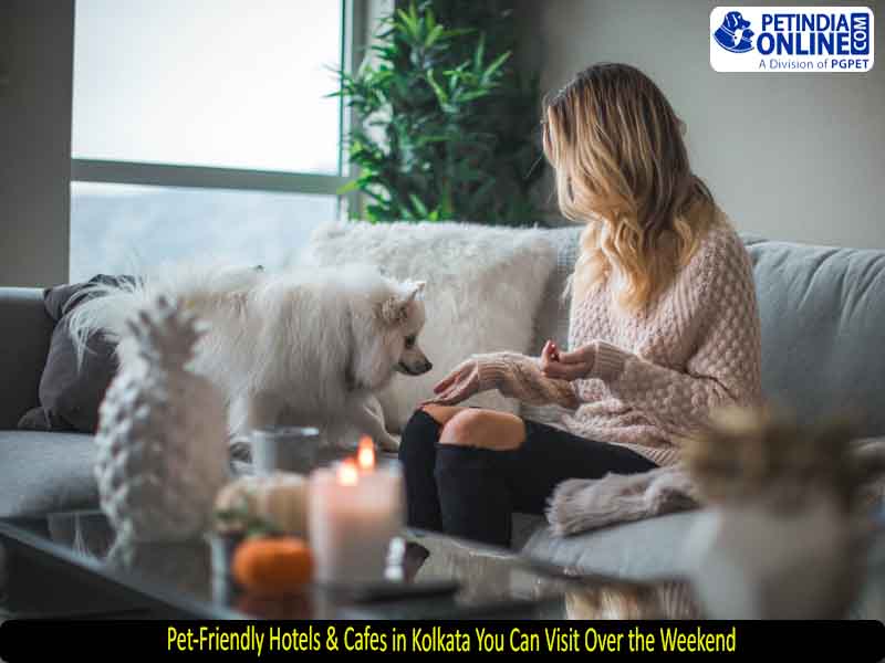 Pet-Friendly Hotels & Cafes in Kolkata You Can Visit Over the Weekend