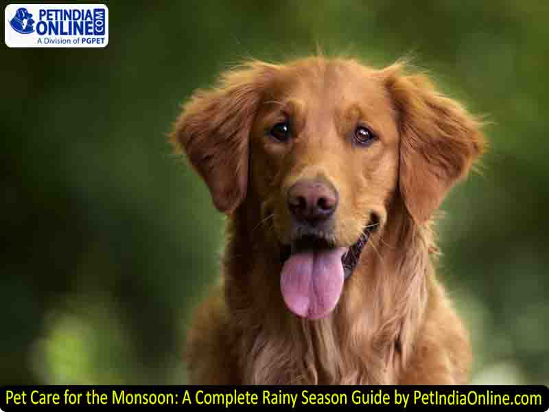 Pet Care for the Monsoon: A Complete Rainy Season Guide by PetIndiaOnline.com