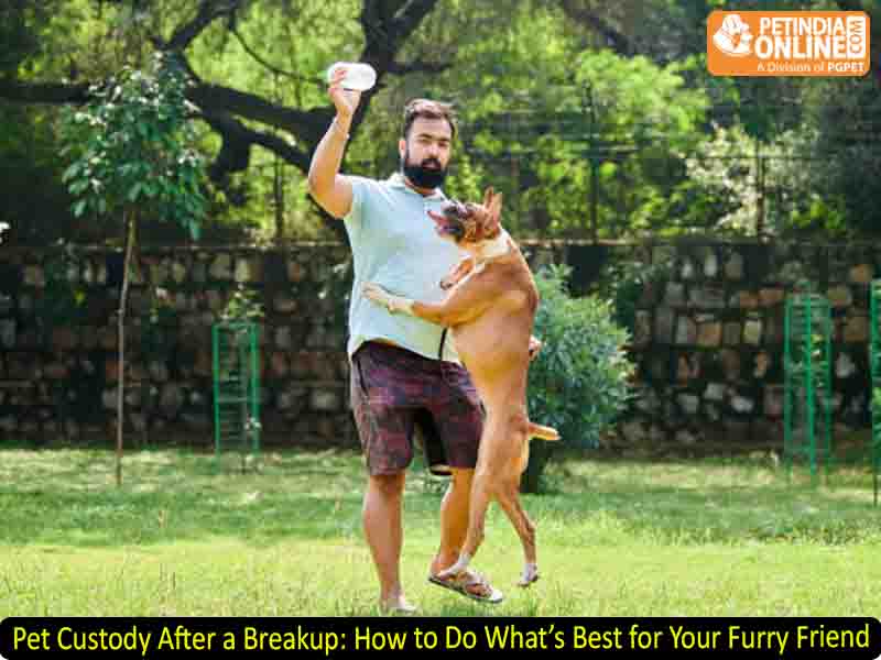Pet Custody After a Breakup: How to Do What’s Best for Your Furry Friend