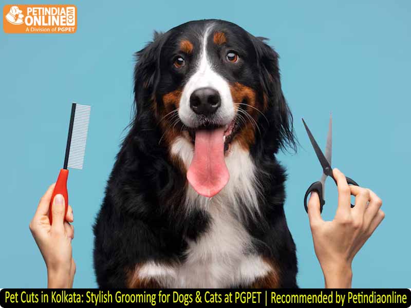 Pet Cuts in Kolkata: Stylish Grooming for Dogs & Cats at PGPET | Recommended by Petindiaonline