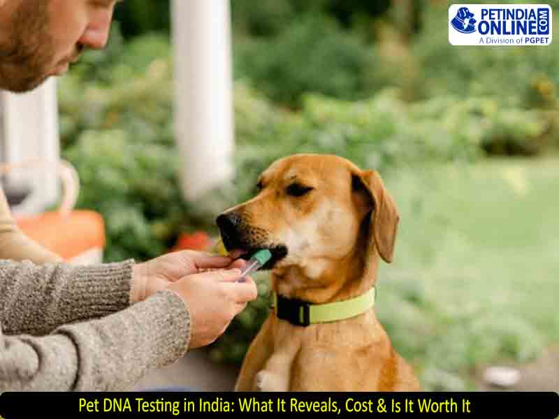 Pet DNA Testing in India: What It Reveals, Cost & Is It Worth It? 